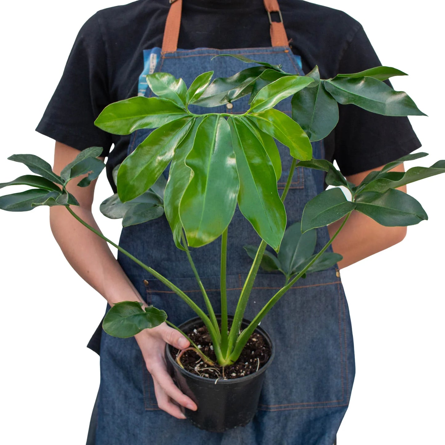 Philodendron goeldii 'Fun bun'