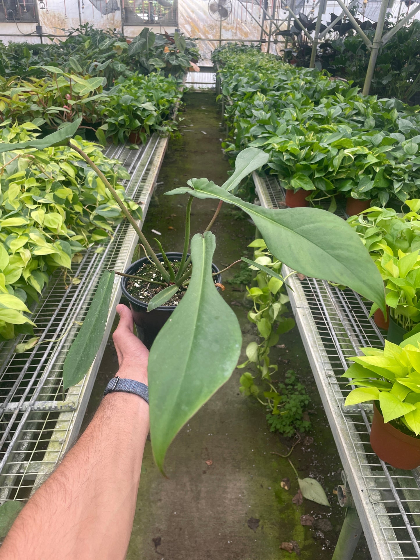 Philodendron joepii