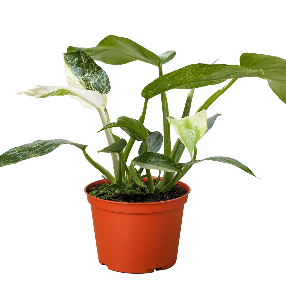 Philodendron 'Jose Bueno'
