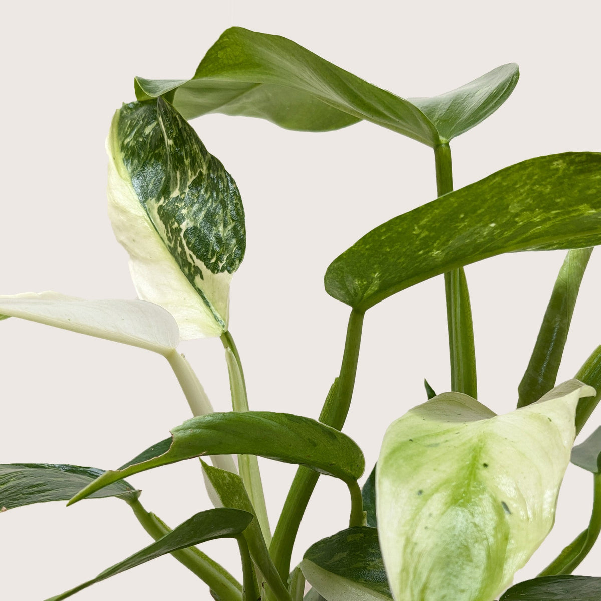 Philodendron 'Jose Bueno'