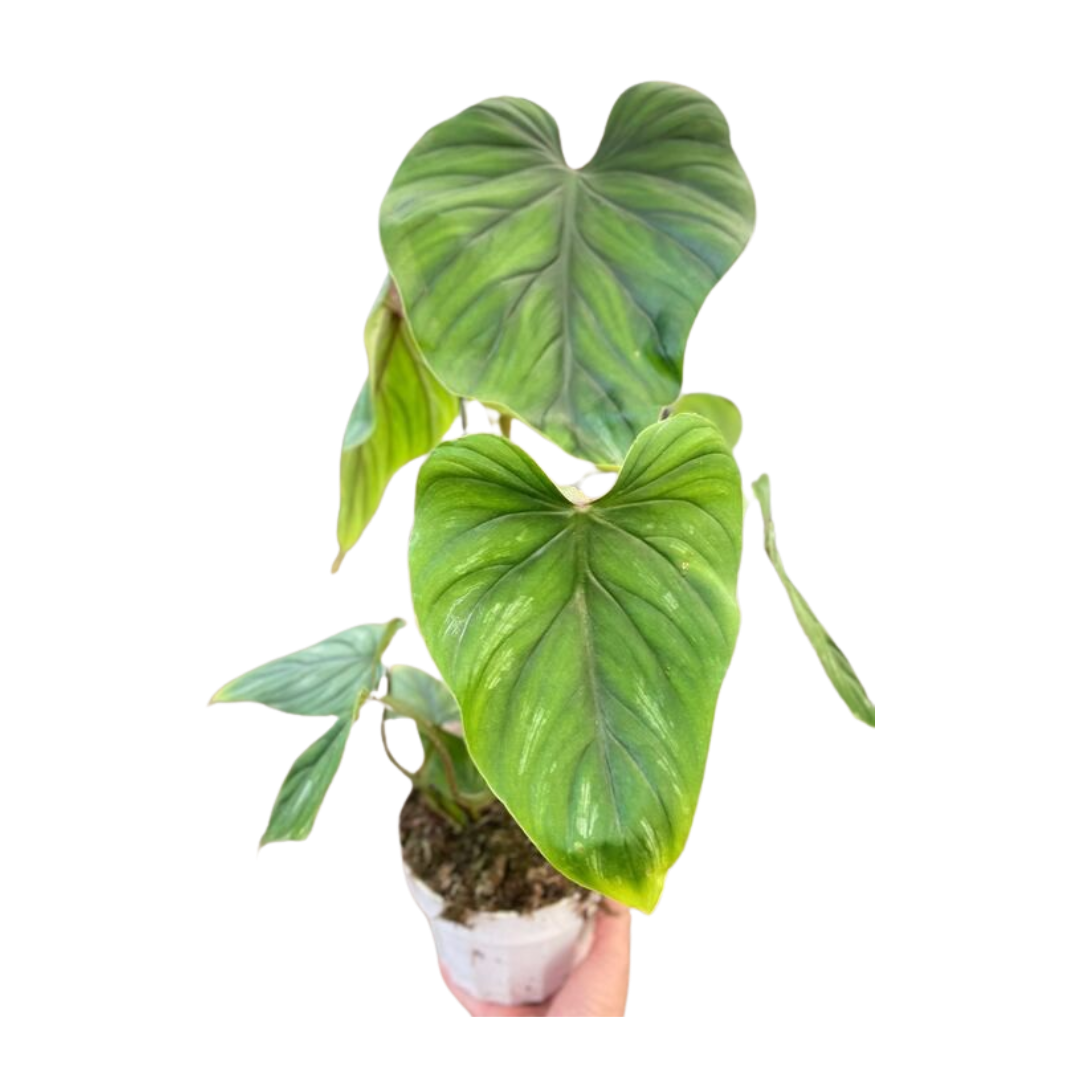 Philodendron plowmanii