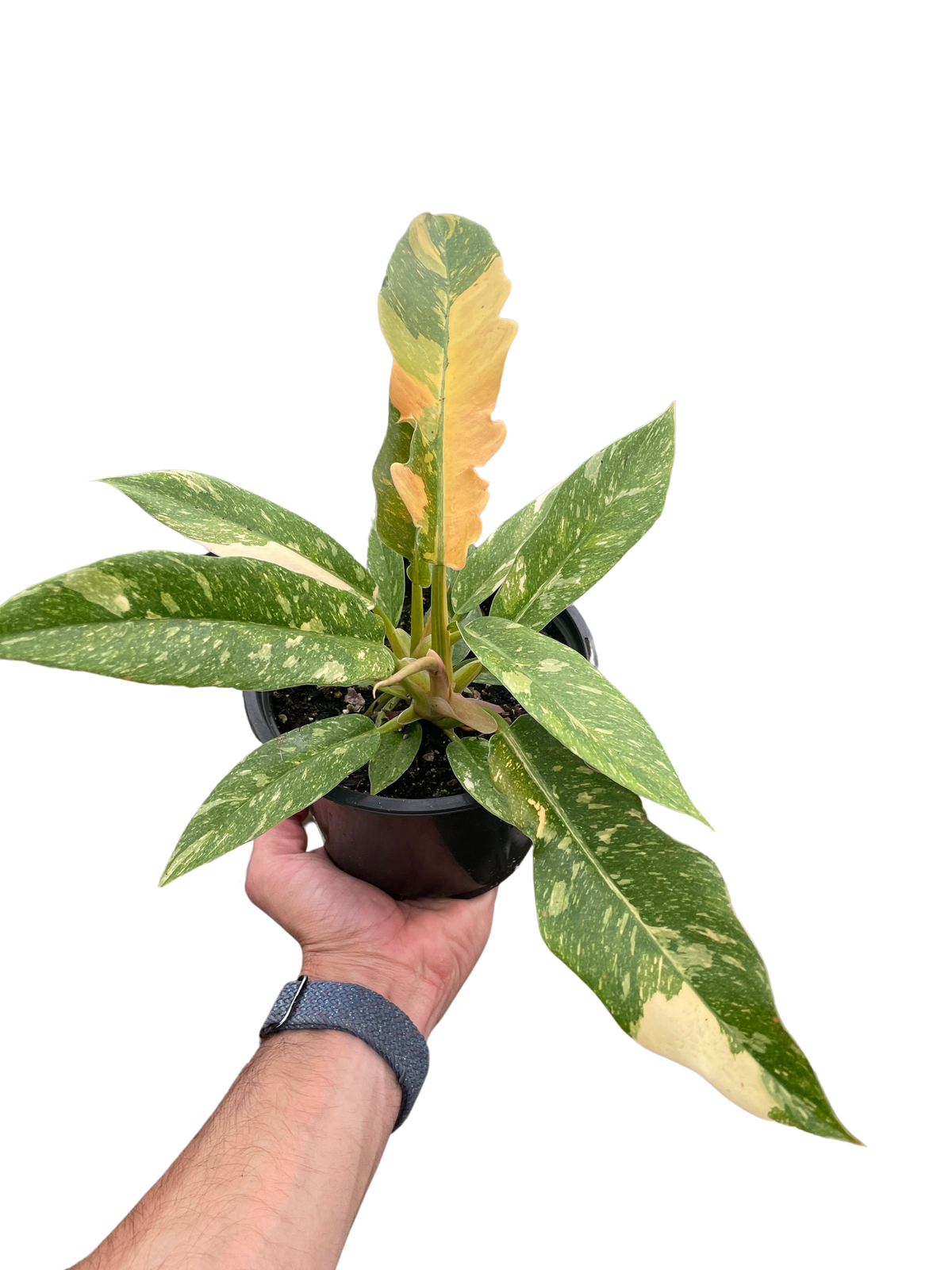 Philodendron 'Ring of Fire'
