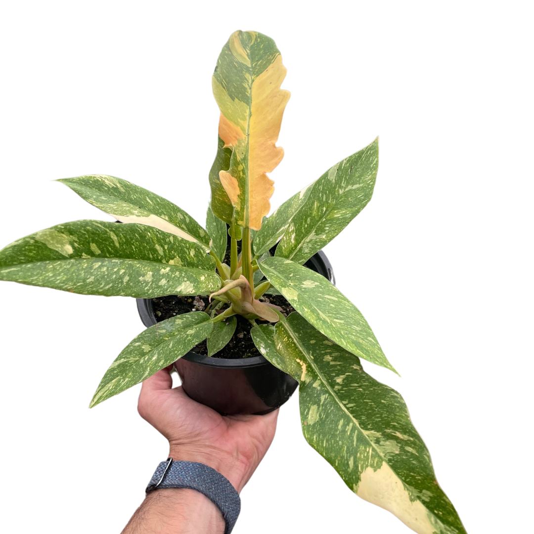 Philodendron 'Ring of Fire'
