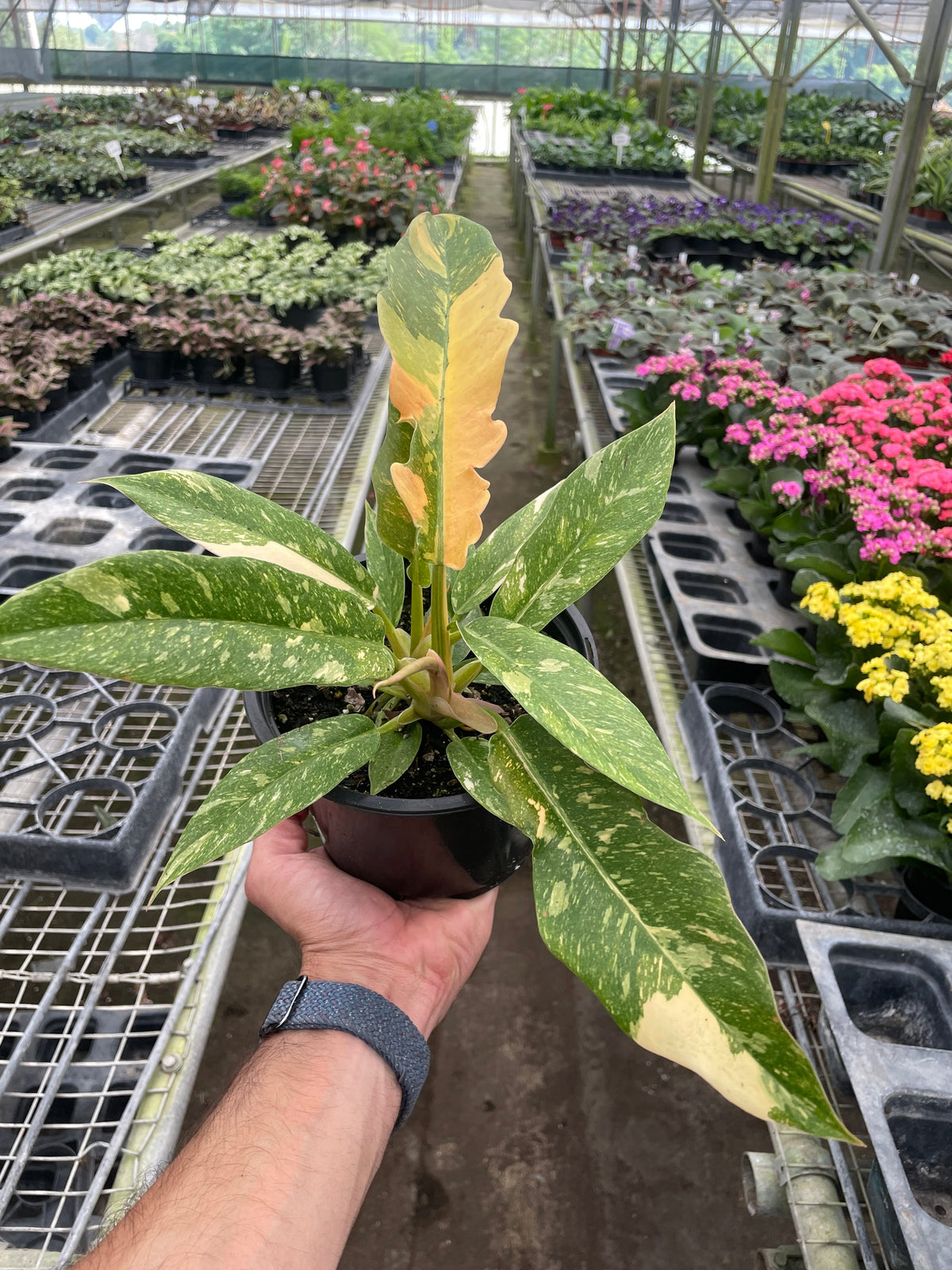 Philodendron 'Ring of Fire'