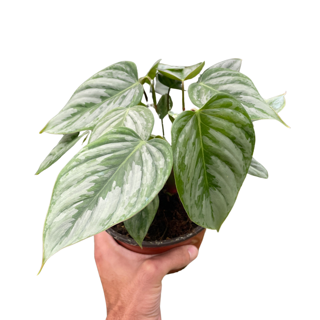 Philodendron sodiroi