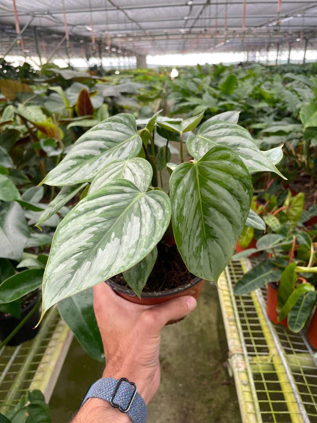 Philodendron sodiroi