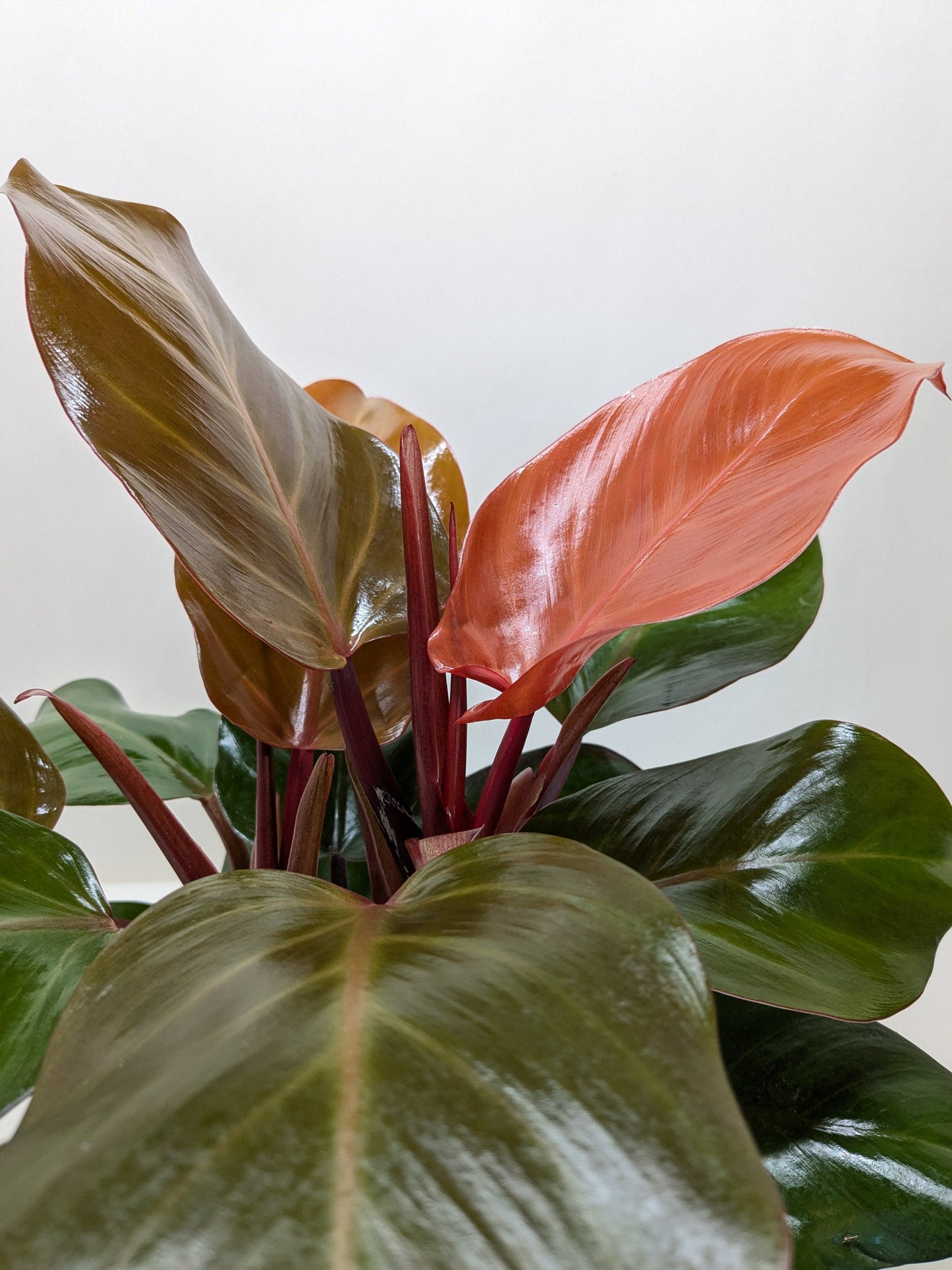 Philodendron 'Red Sun'