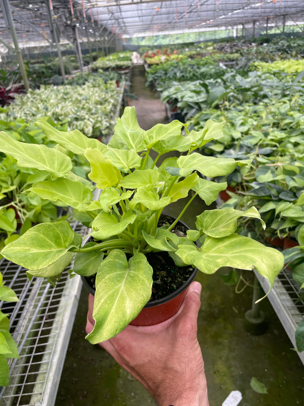Philodendron xanadu 'Gold'