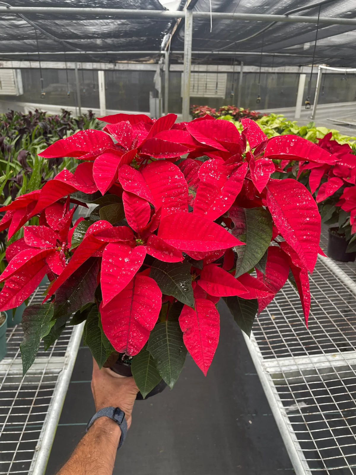 Poinsettia Red