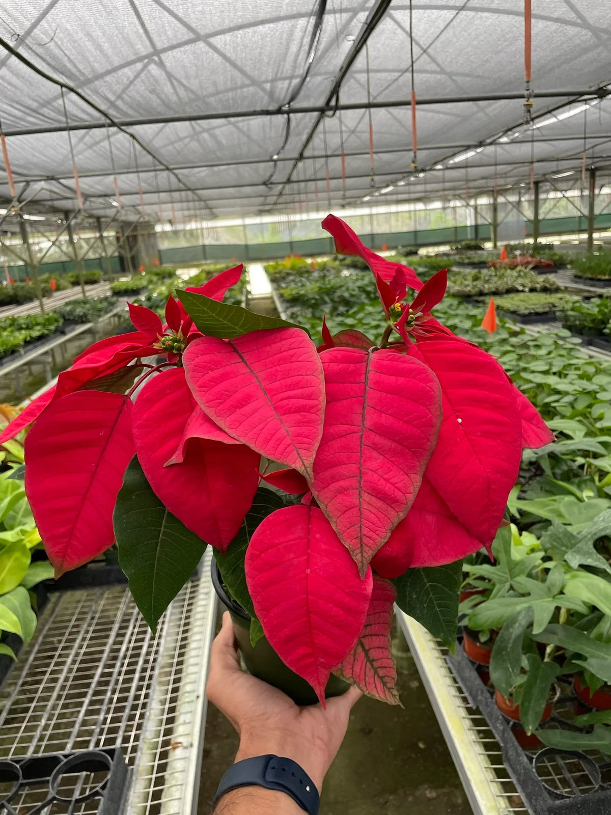 Poinsettia Red