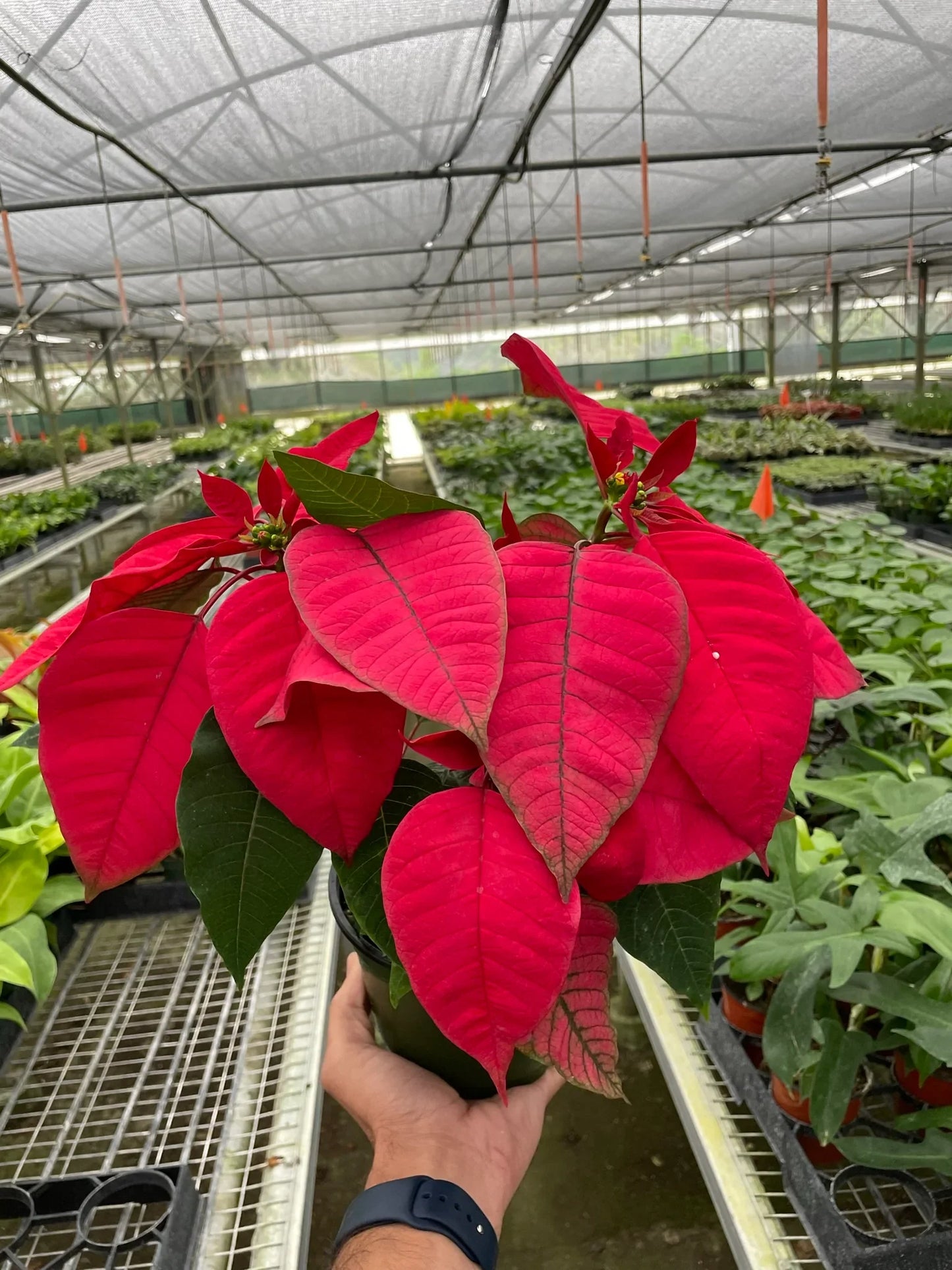 Poinsettia Red