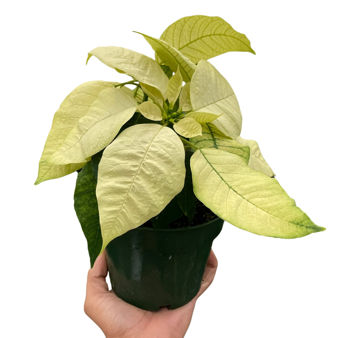 Poinsettia White