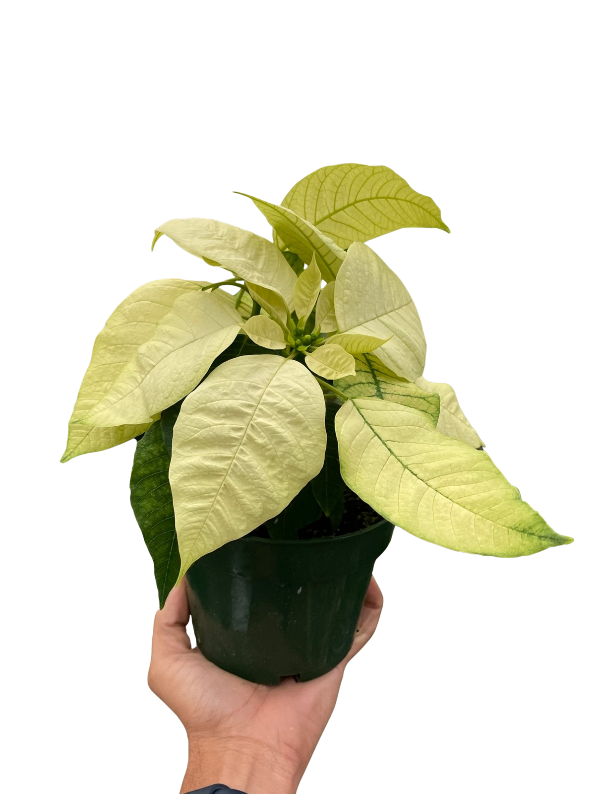 Poinsettia White