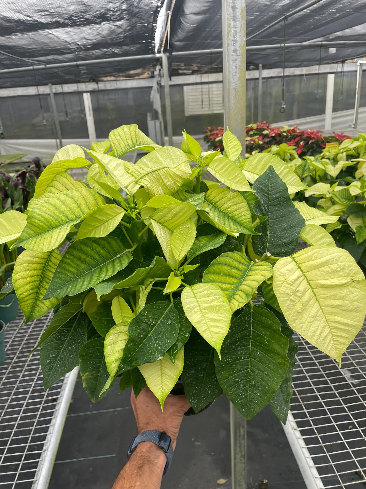 Poinsettia White