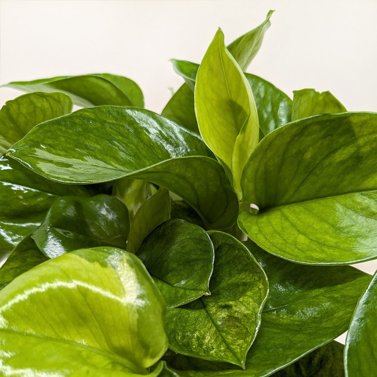 Pothos 'Lemon Meringue'