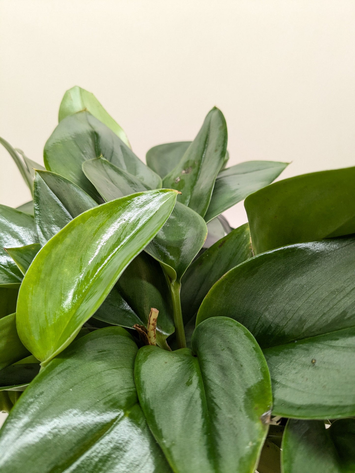 Satin Pothos 'Silver Hero'