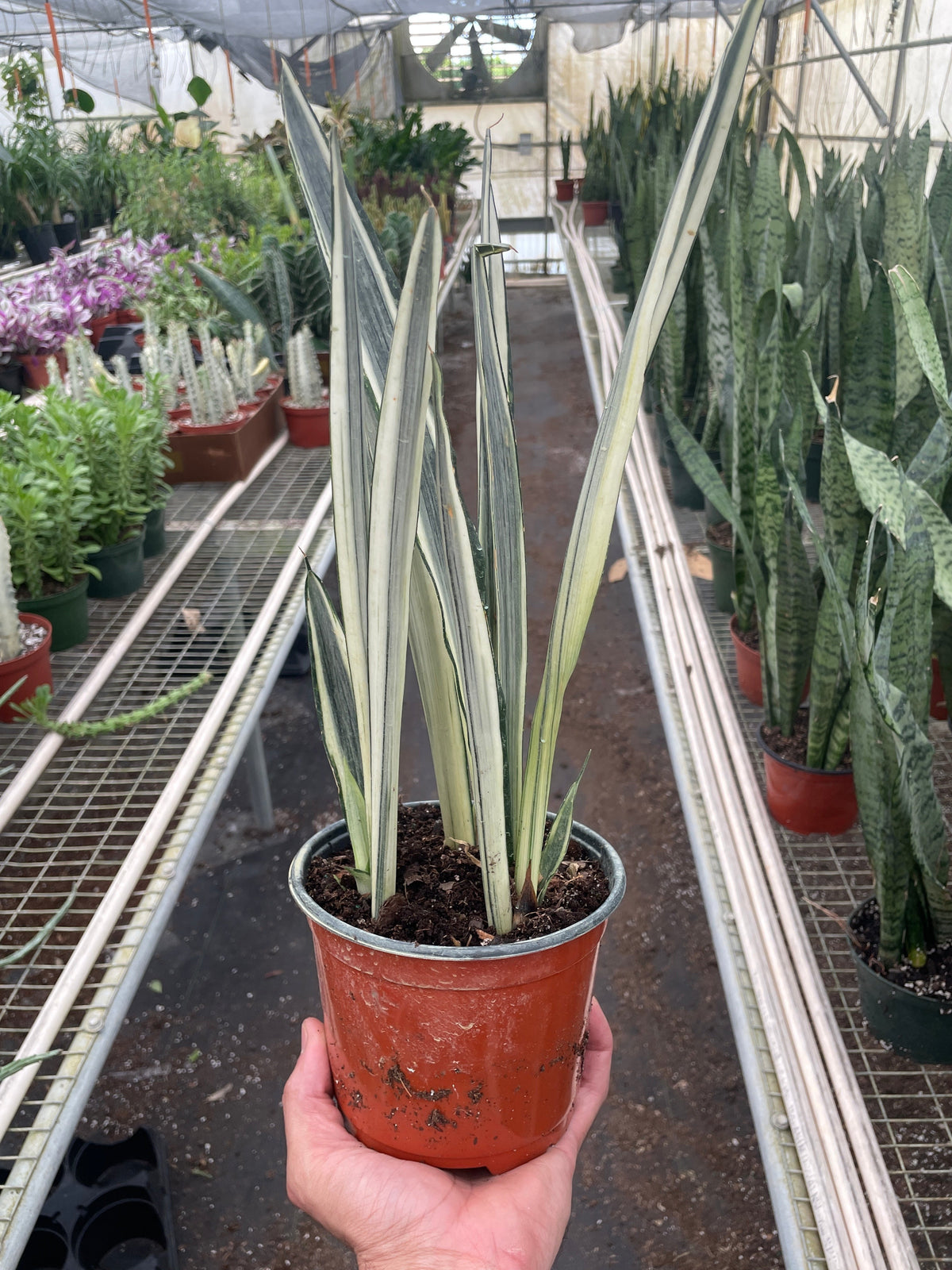 Snake plant 'Bantel's Sensation'