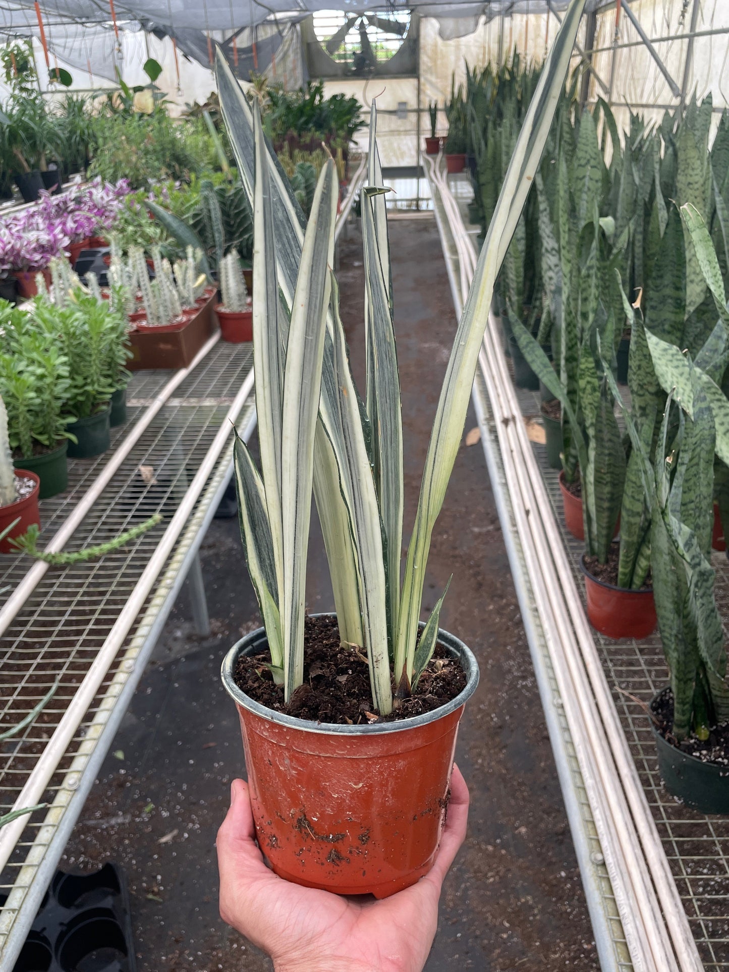 Snake plant 'Bantel's Sensation'