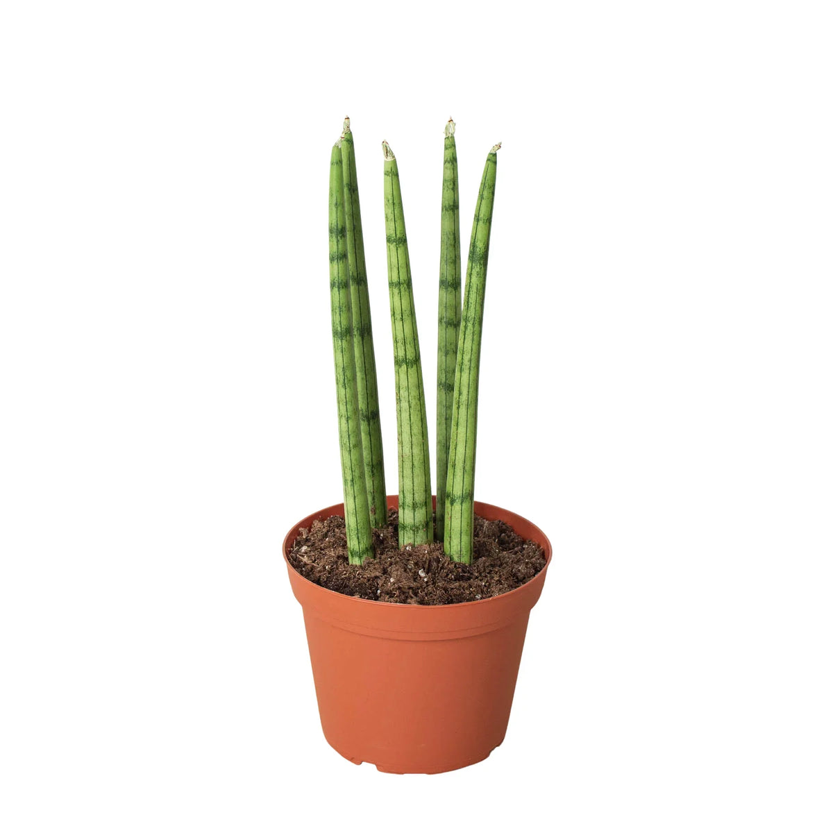 Cylinder Snake Plant