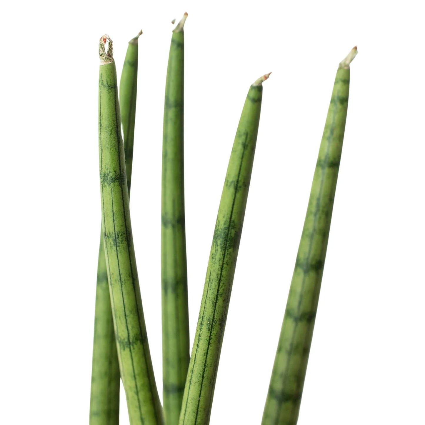 Cylinder Snake Plant
