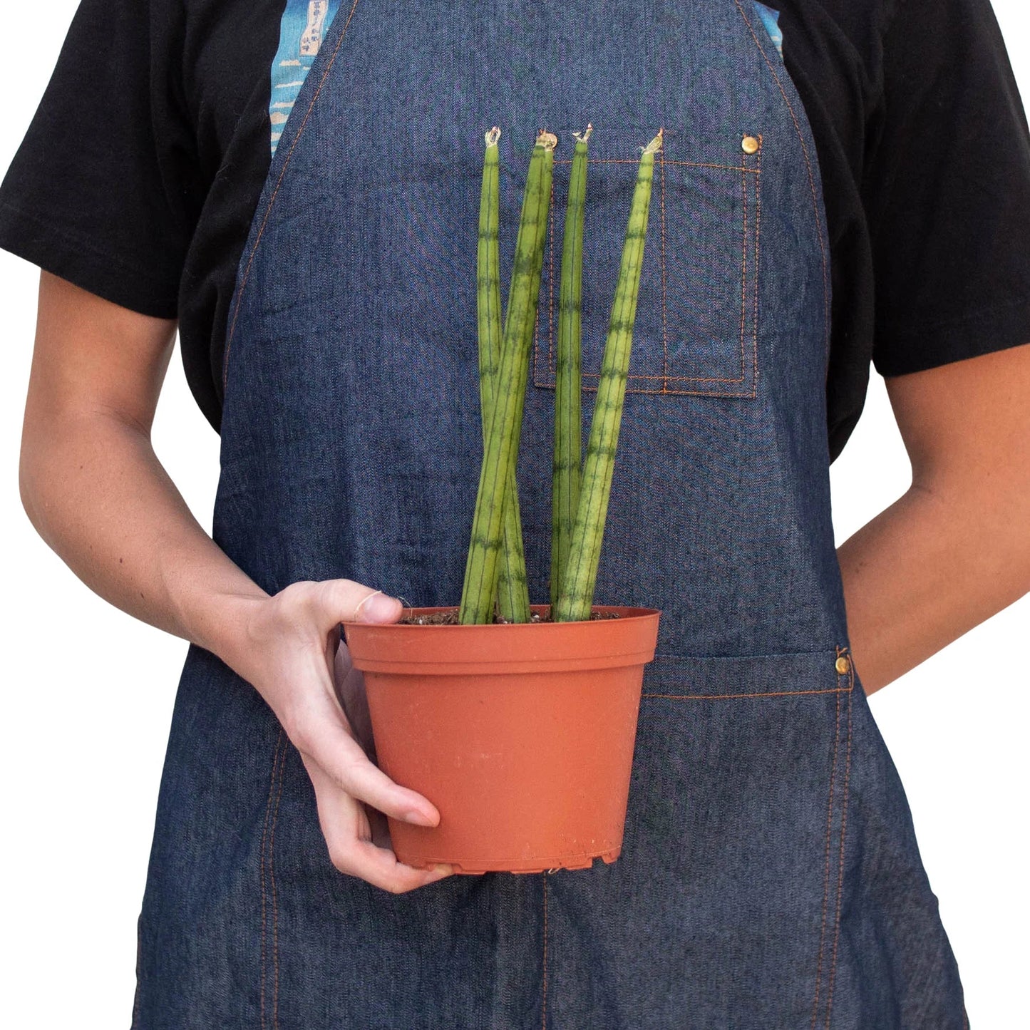 Cylinder Snake Plant