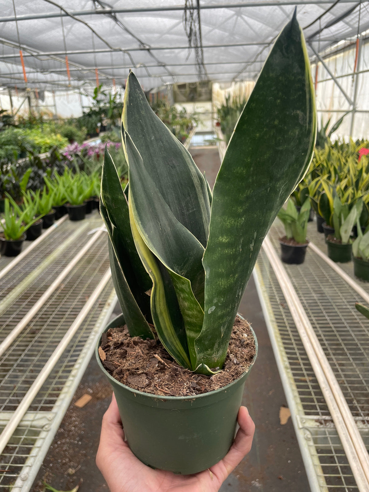 Snake plant 'Fabi'