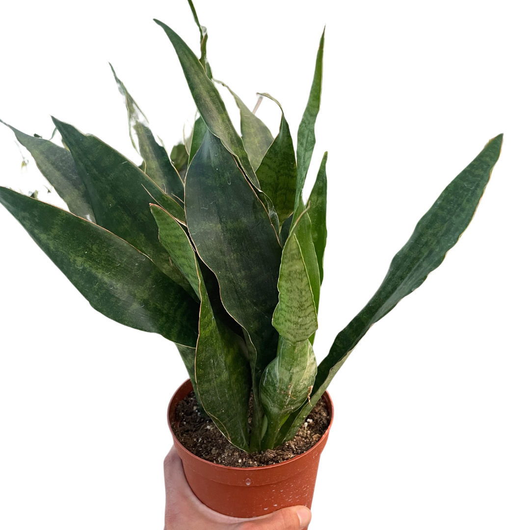 Jaboa Snake Plant