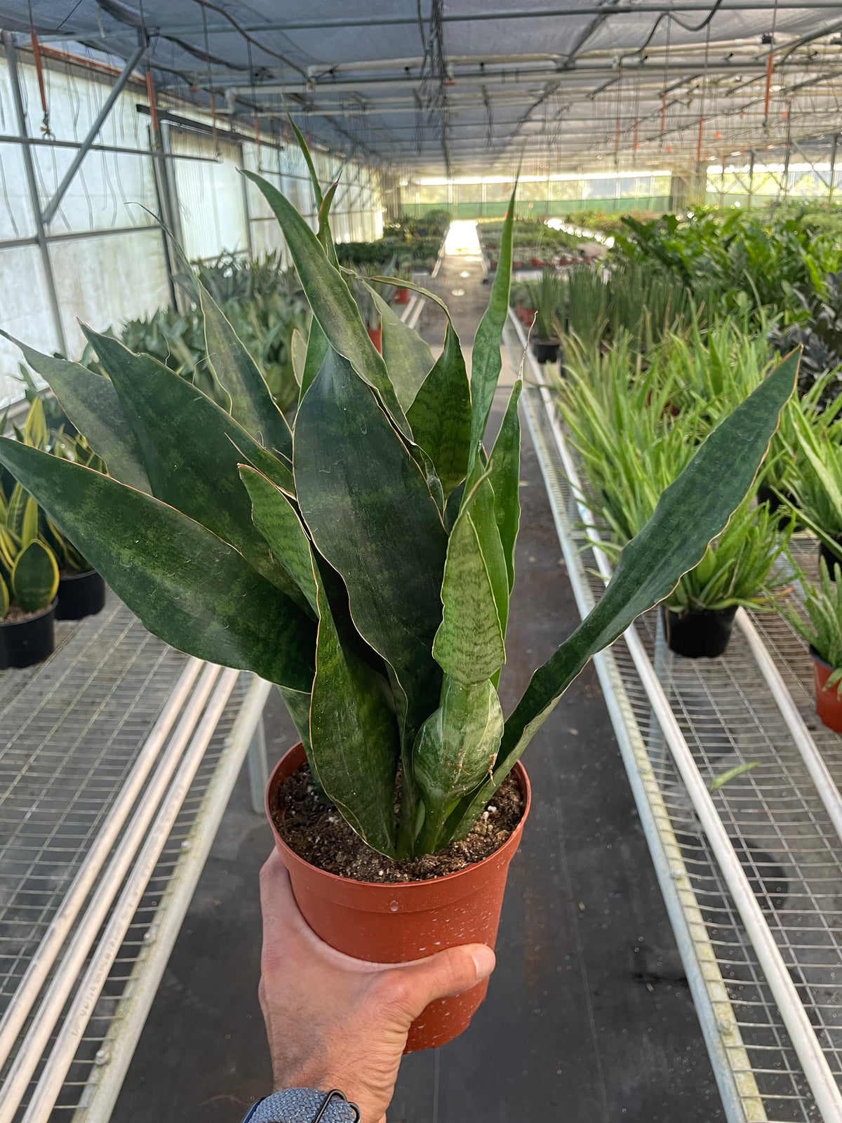 Jaboa Snake Plant