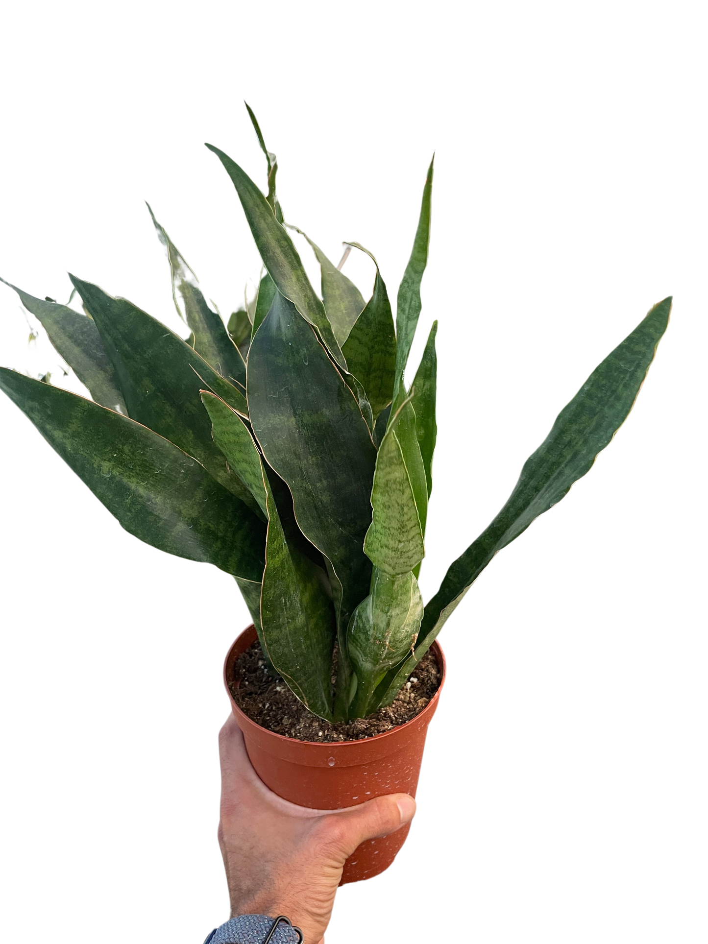 Jaboa Snake Plant