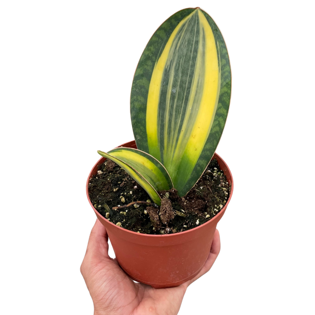 Whale fin snake plant 'Variegata'