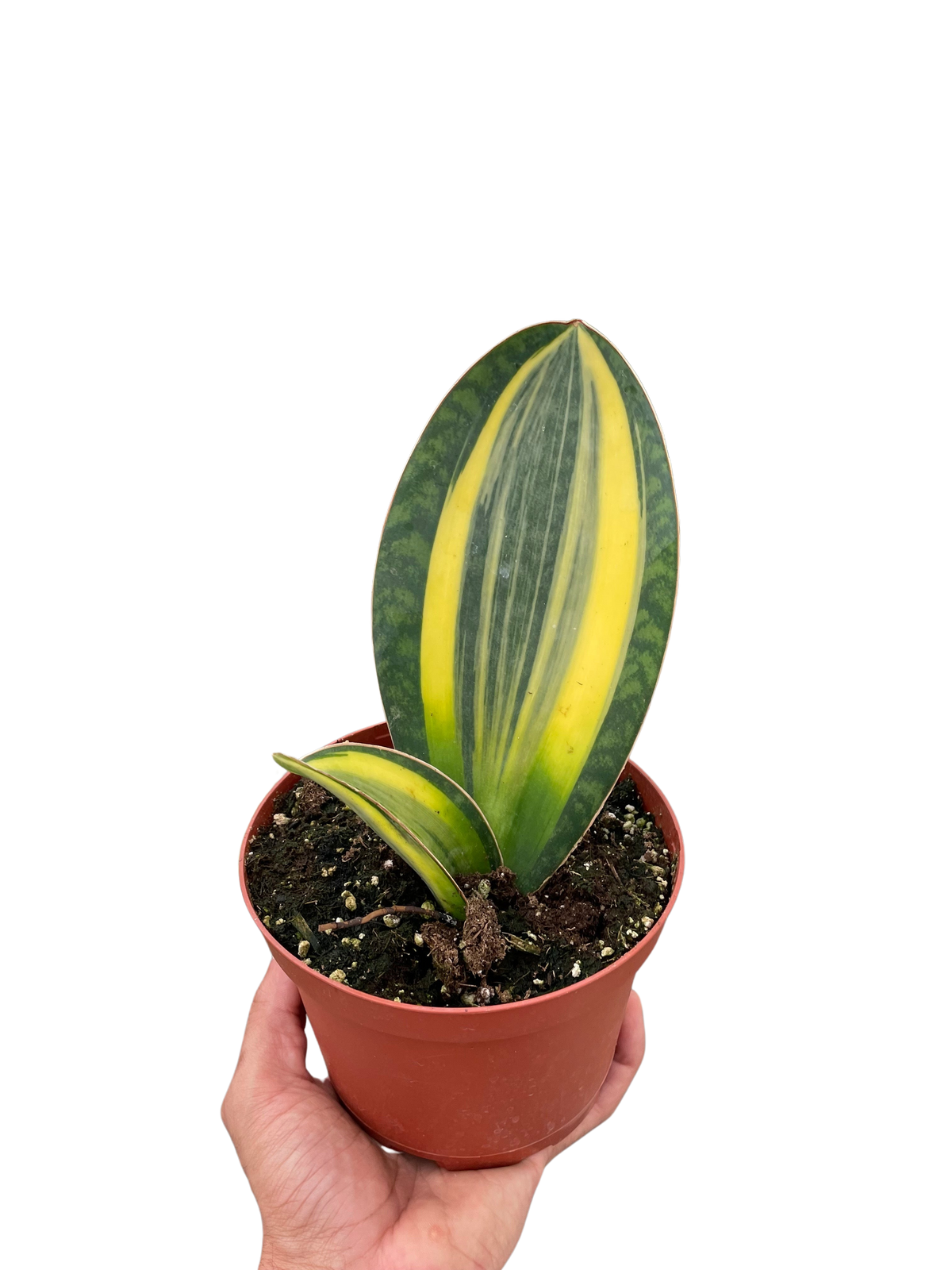 Whale fin snake plant 'Variegata'