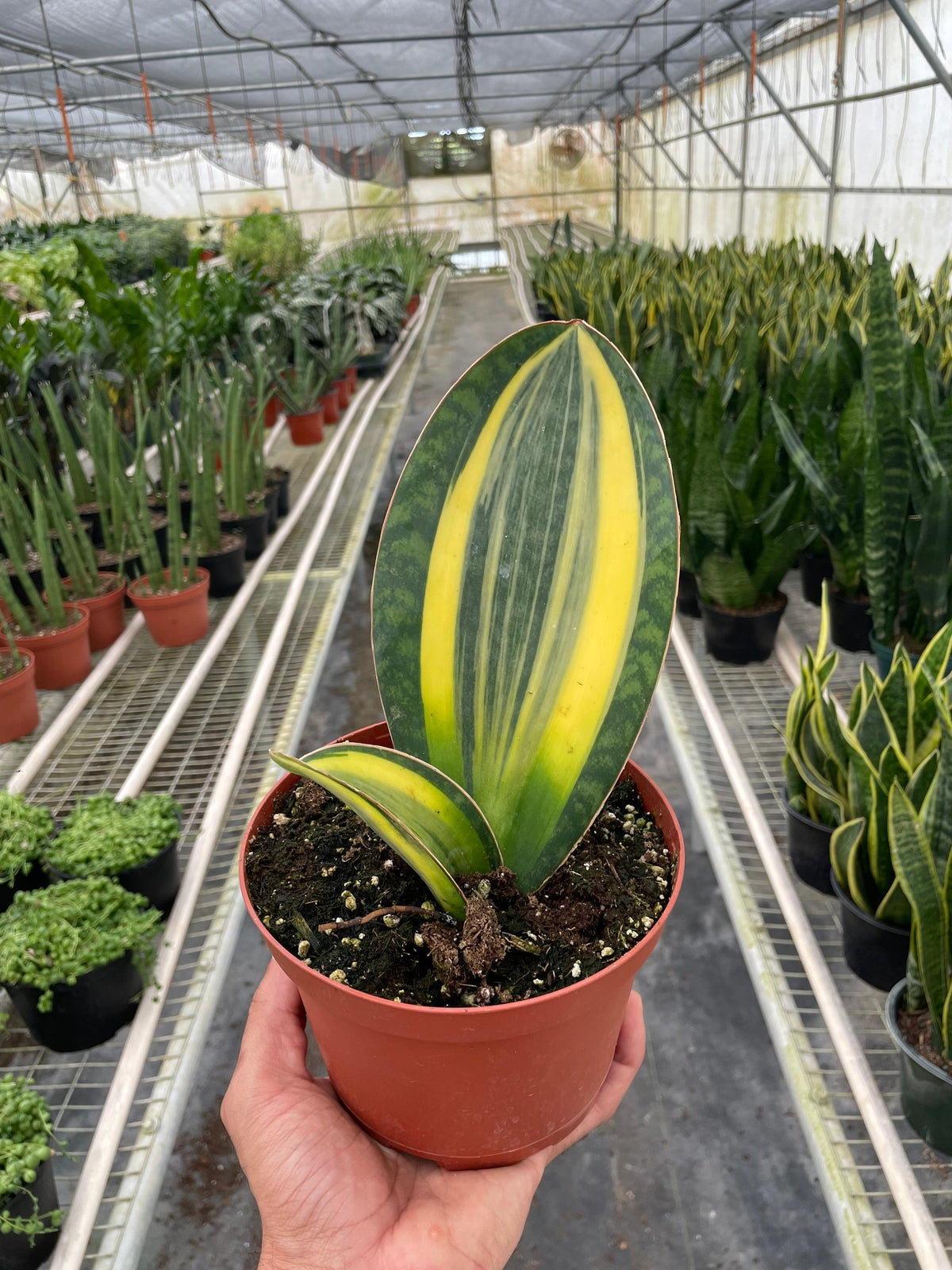 Whale fin snake plant 'Variegata'