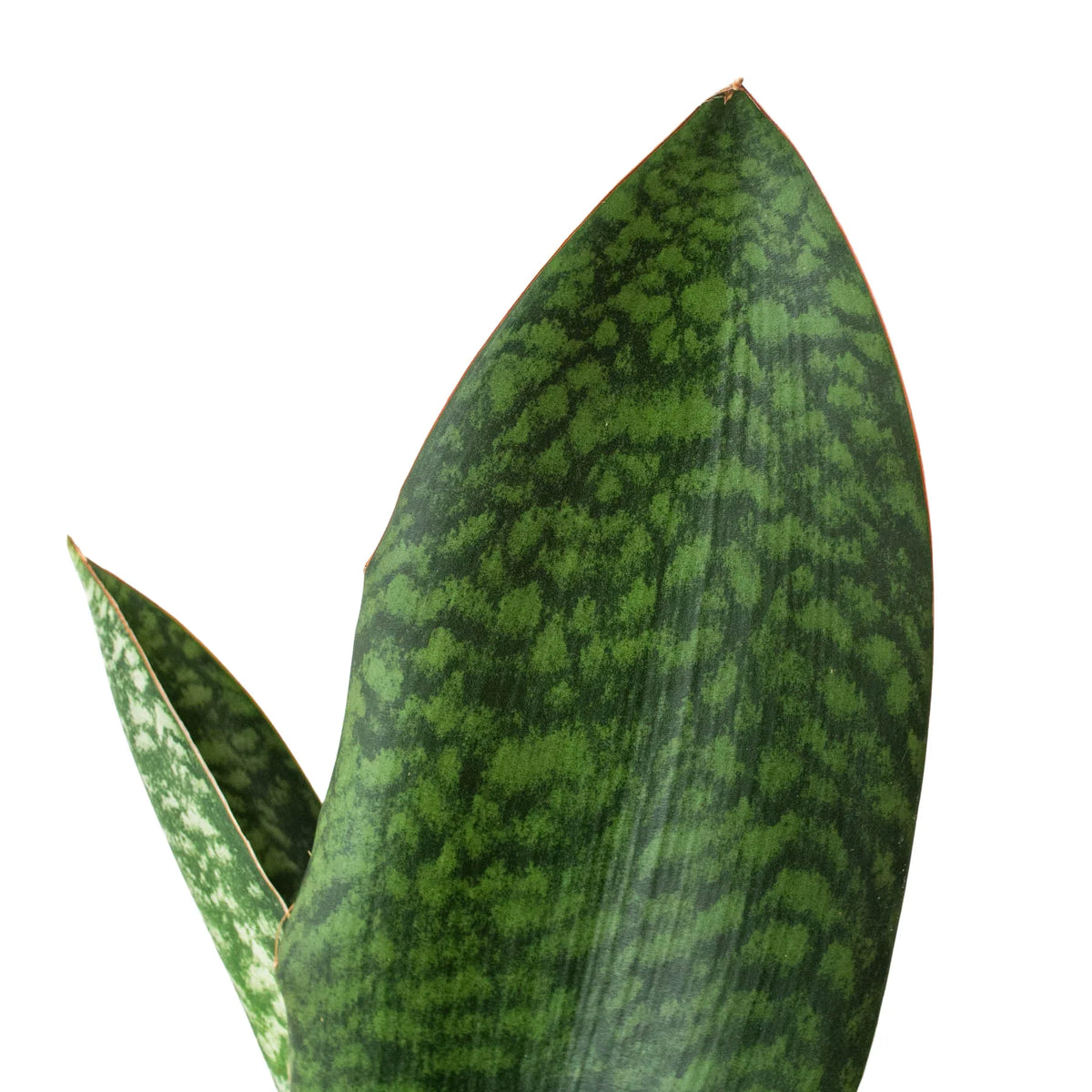 Whale fin snake plant