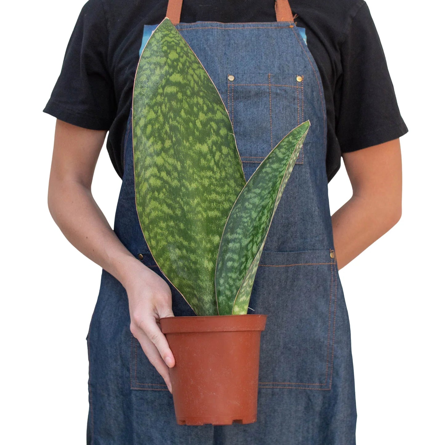 Whale fin snake plant