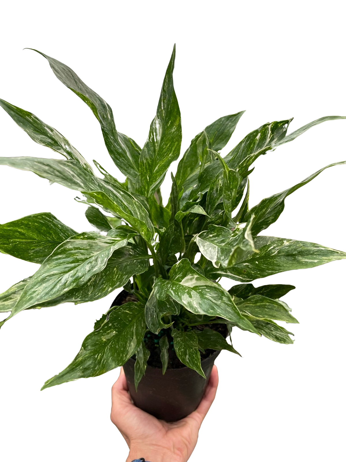 Peace Lily 'Domino'