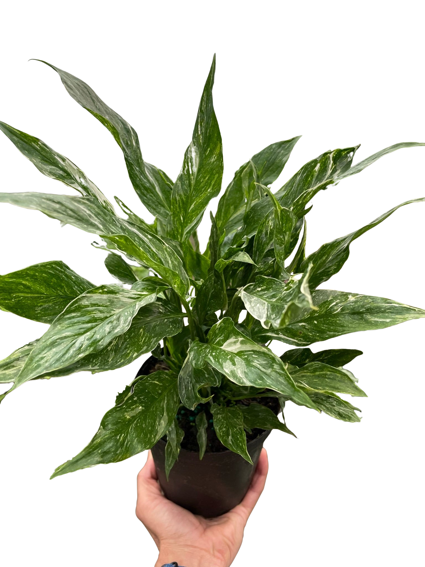 Peace Lily 'Domino'
