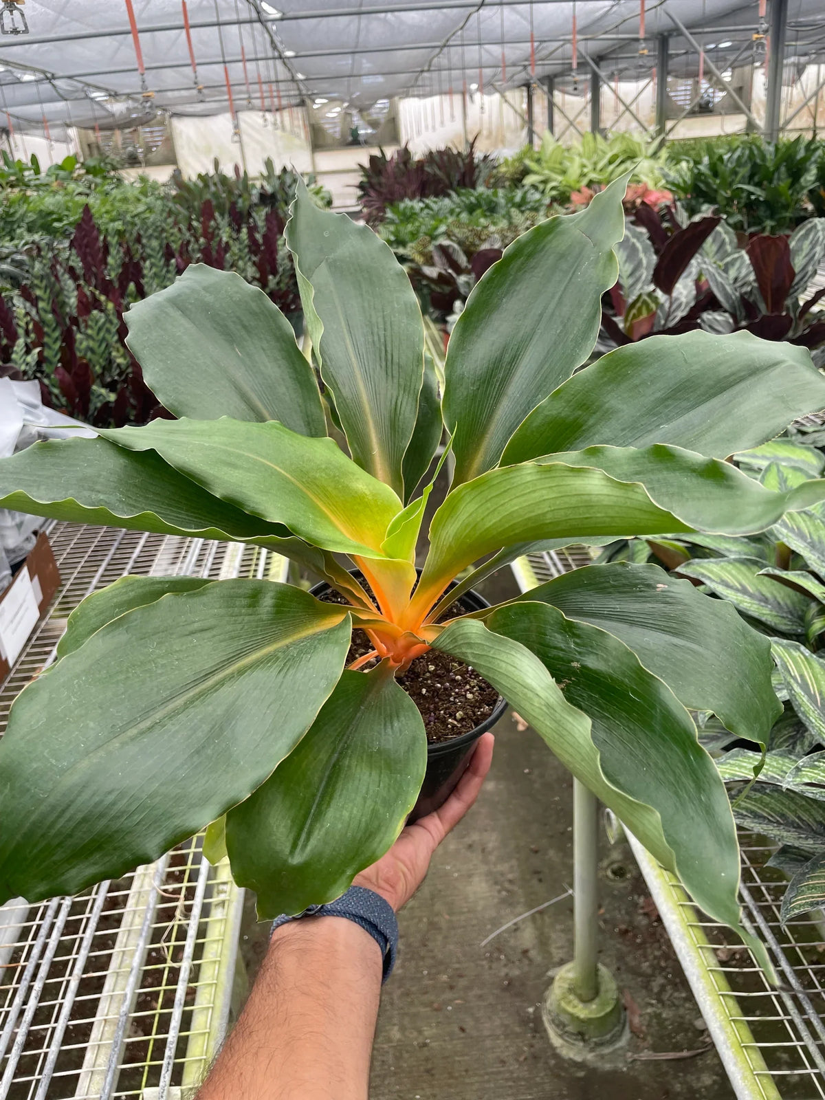 Mandarin Spider Plant