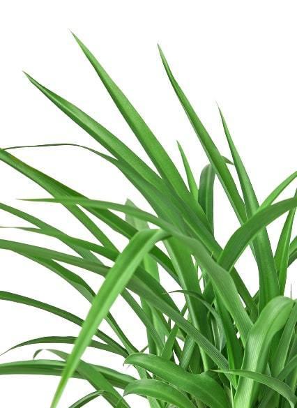 Green spider Plant