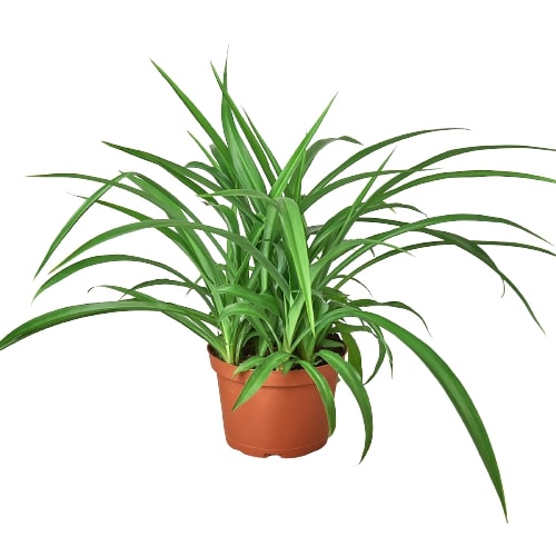 Green spider Plant