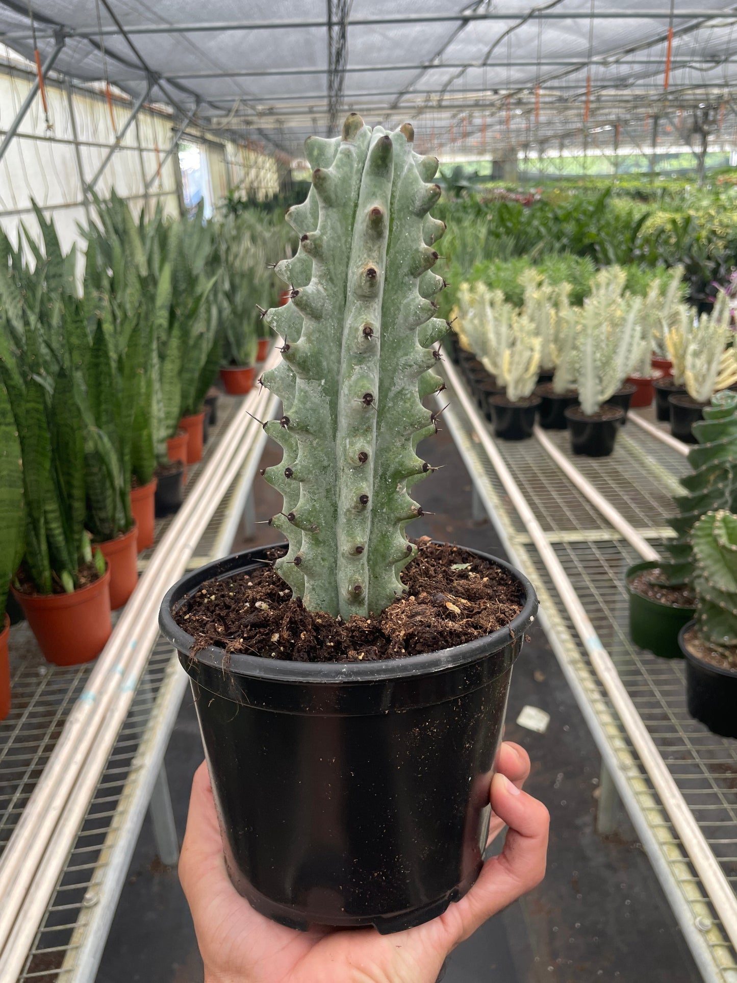 Stenocereus beneckei