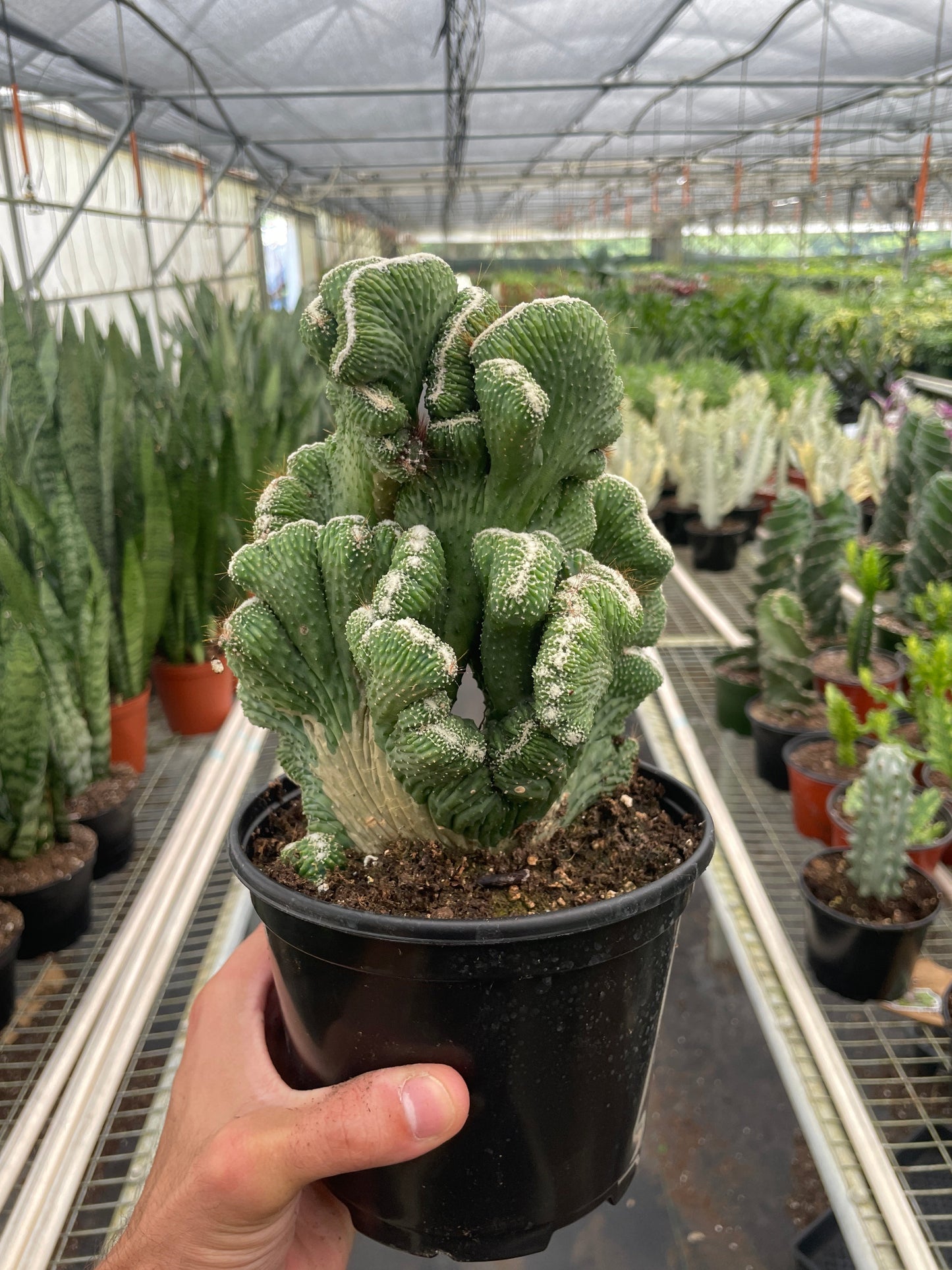 Crested apple cactus