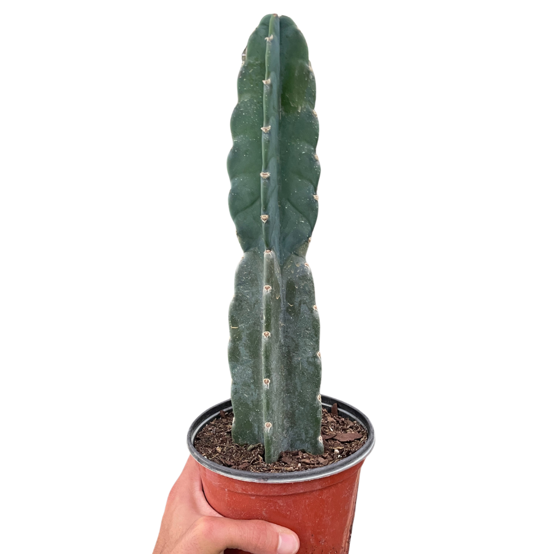 Mandacaru