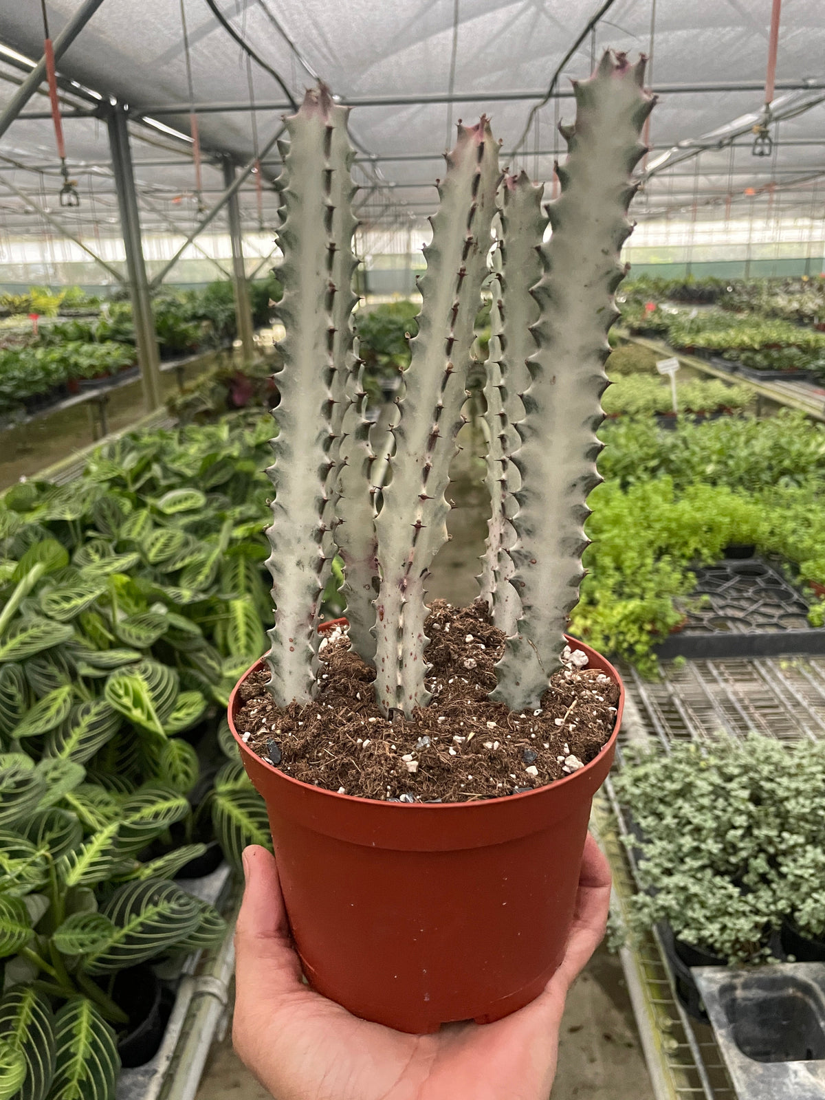Candelabra spurge 'White Ghost'