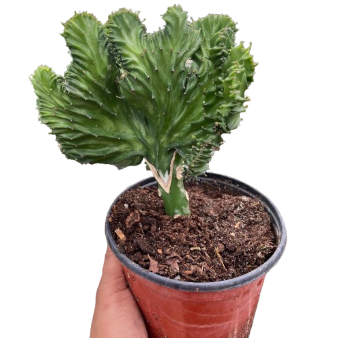 Candelabra spurge 'Cristata'