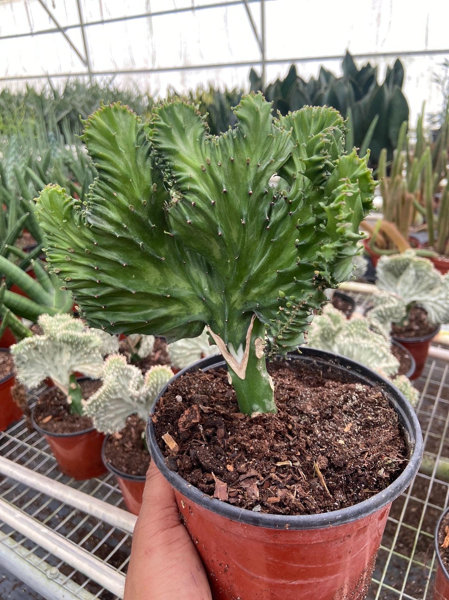 Candelabra spurge 'Cristata'