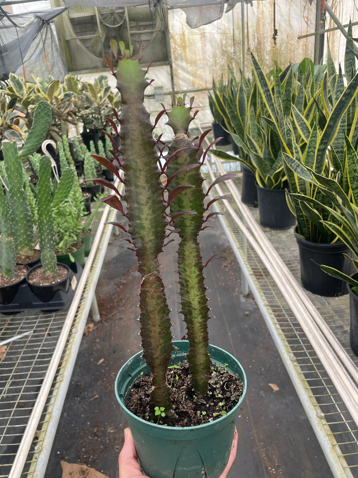 African Milk Tree 'Rubra'