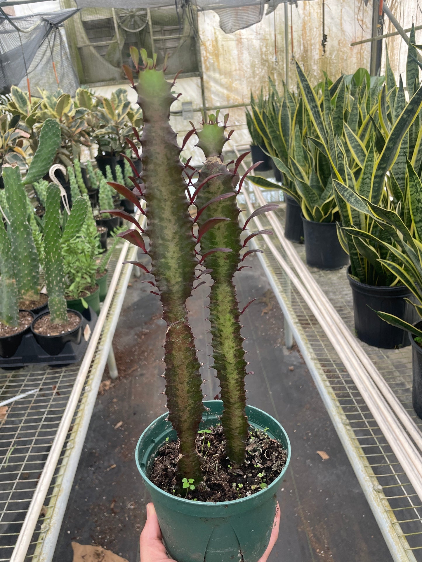 African Milk Tree 'Rubra'