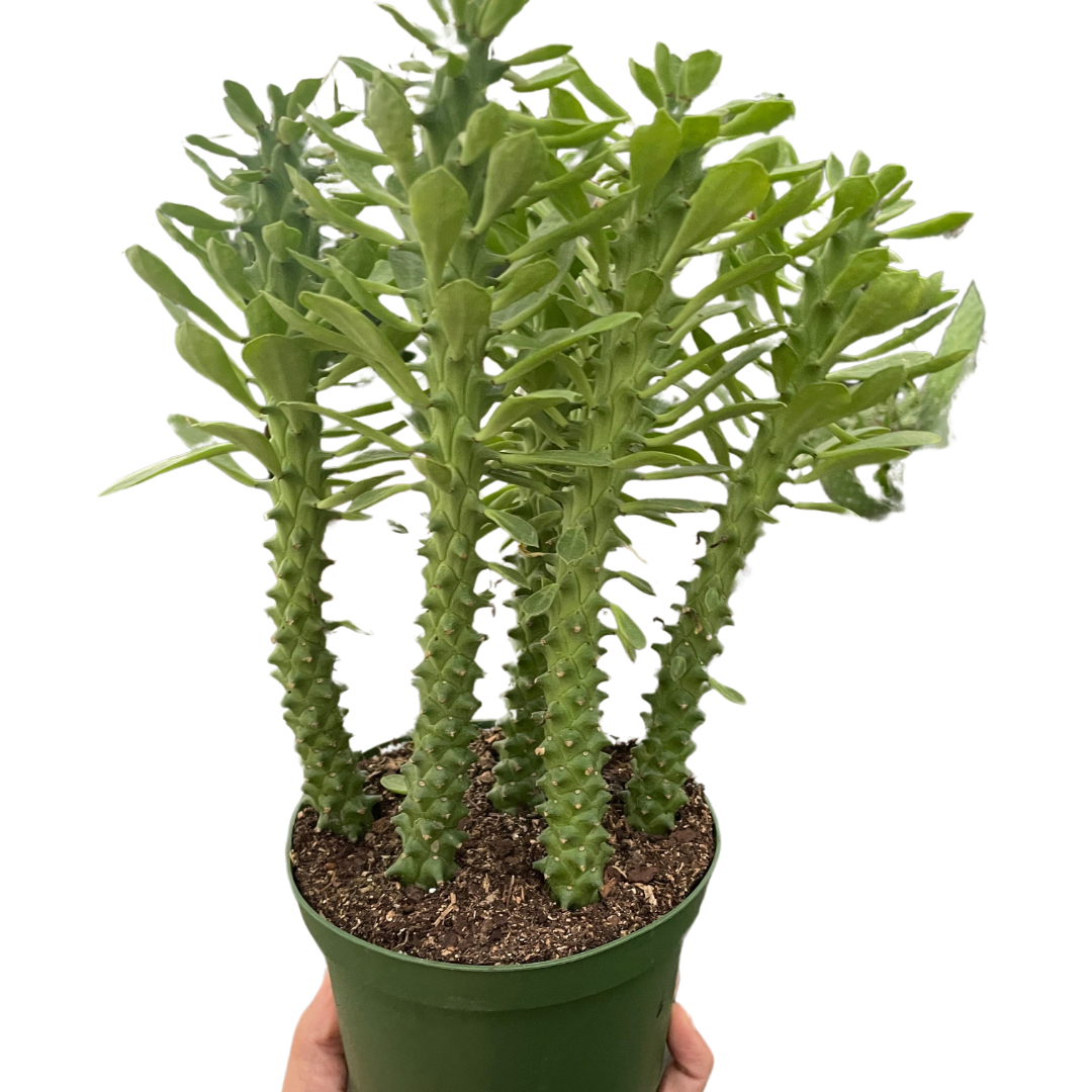 Sausage spurge