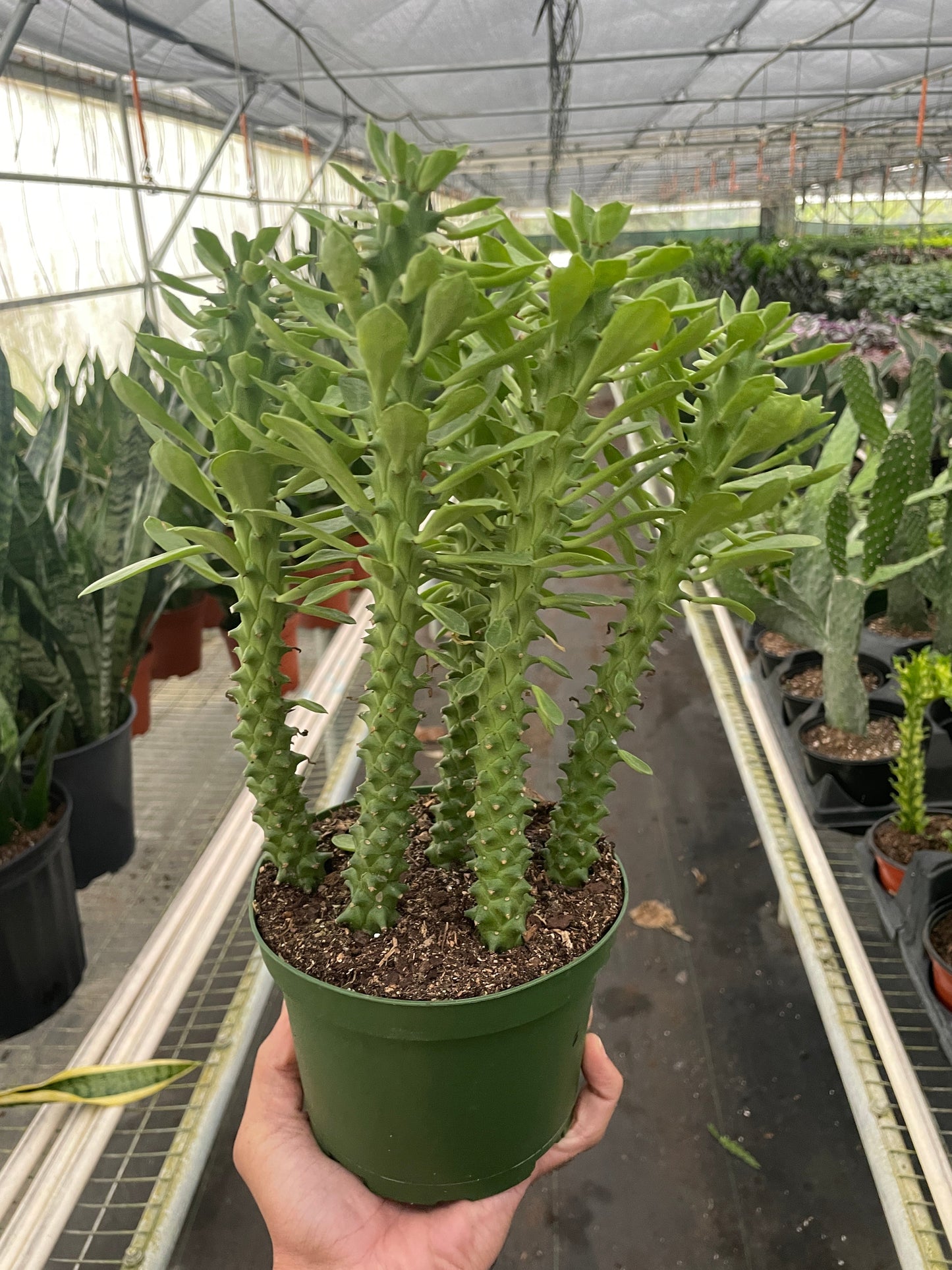 Sausage spurge