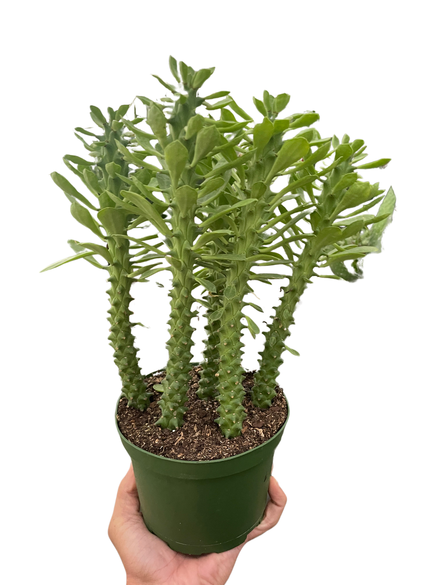 Sausage spurge